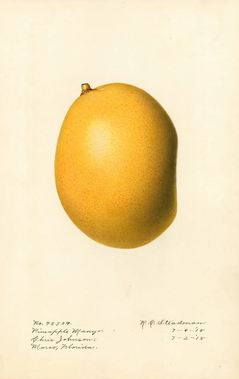 Mangifera Indica Pineapple Mango Wall Art by Royal Charles Steadman - High-Resolution Digital Print