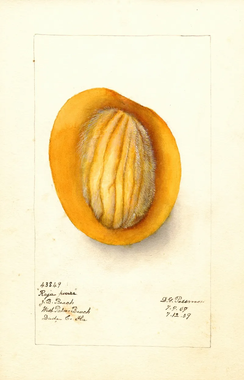 Mangifera Indica Raja Purra Wall Art by Deborah Griscom Passmore - High-Resolution Digital Print