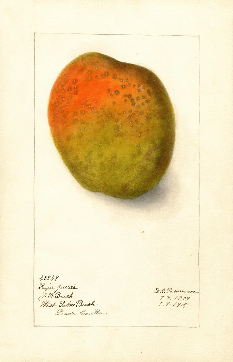 Mangifera Indica Raja Purri Wall Art by Deborah Griscom Passmore - High-Resolution Digital Print