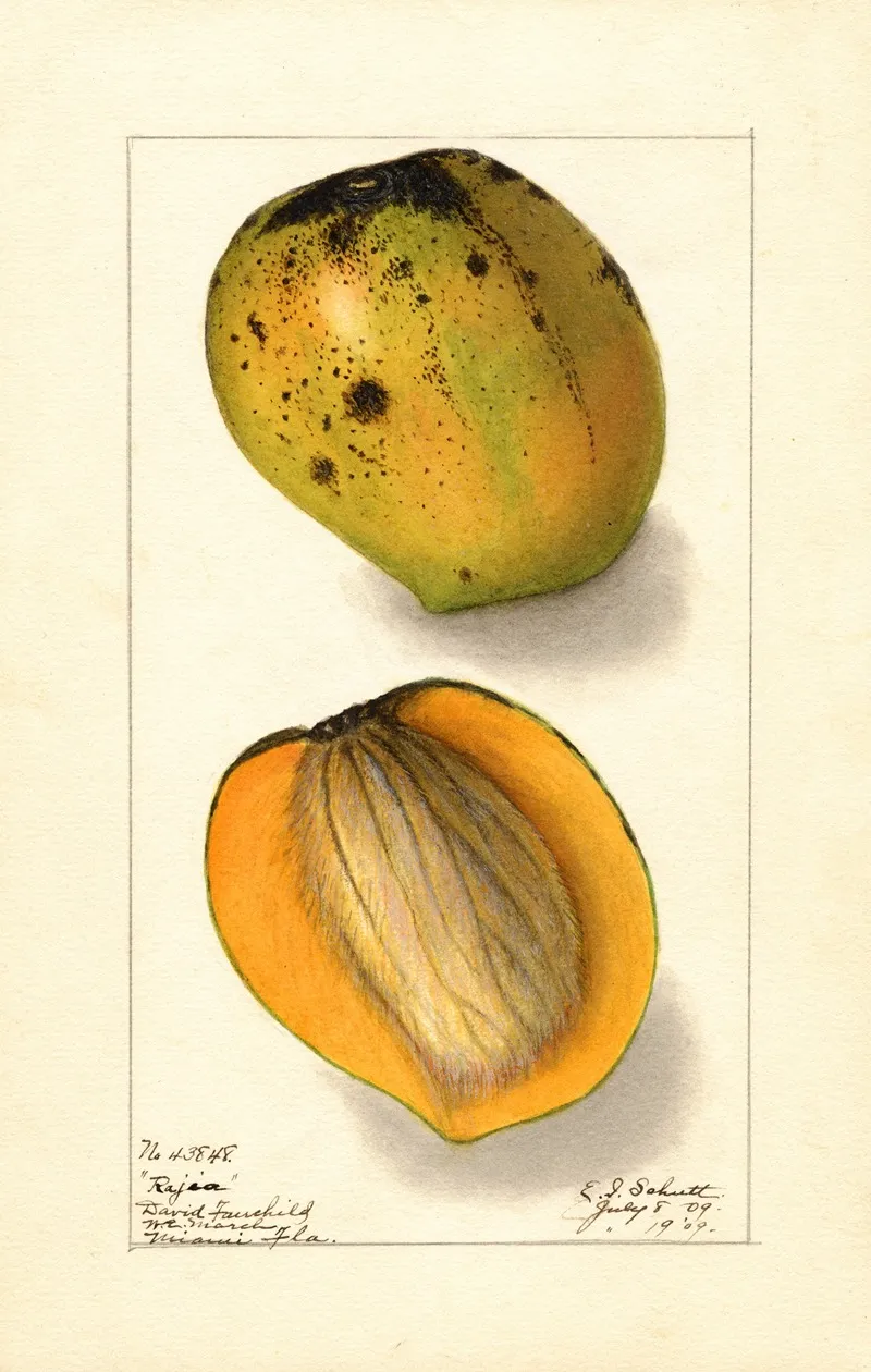 Mangifera Indica Rajia Wall Art by Ellen Isham Schutt - High-Resolution Digital Print