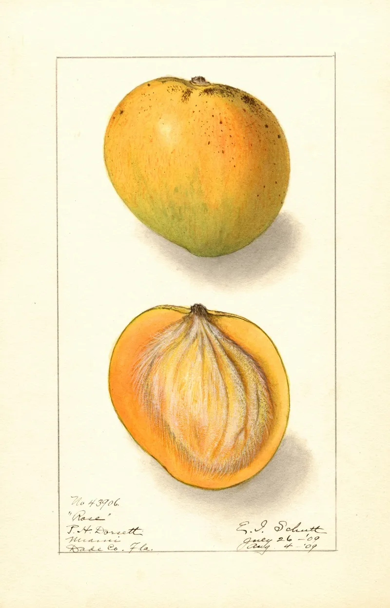 Mangifera Indica Rose Wall Art by Ellen Isham Schutt - High-Resolution Digital Print