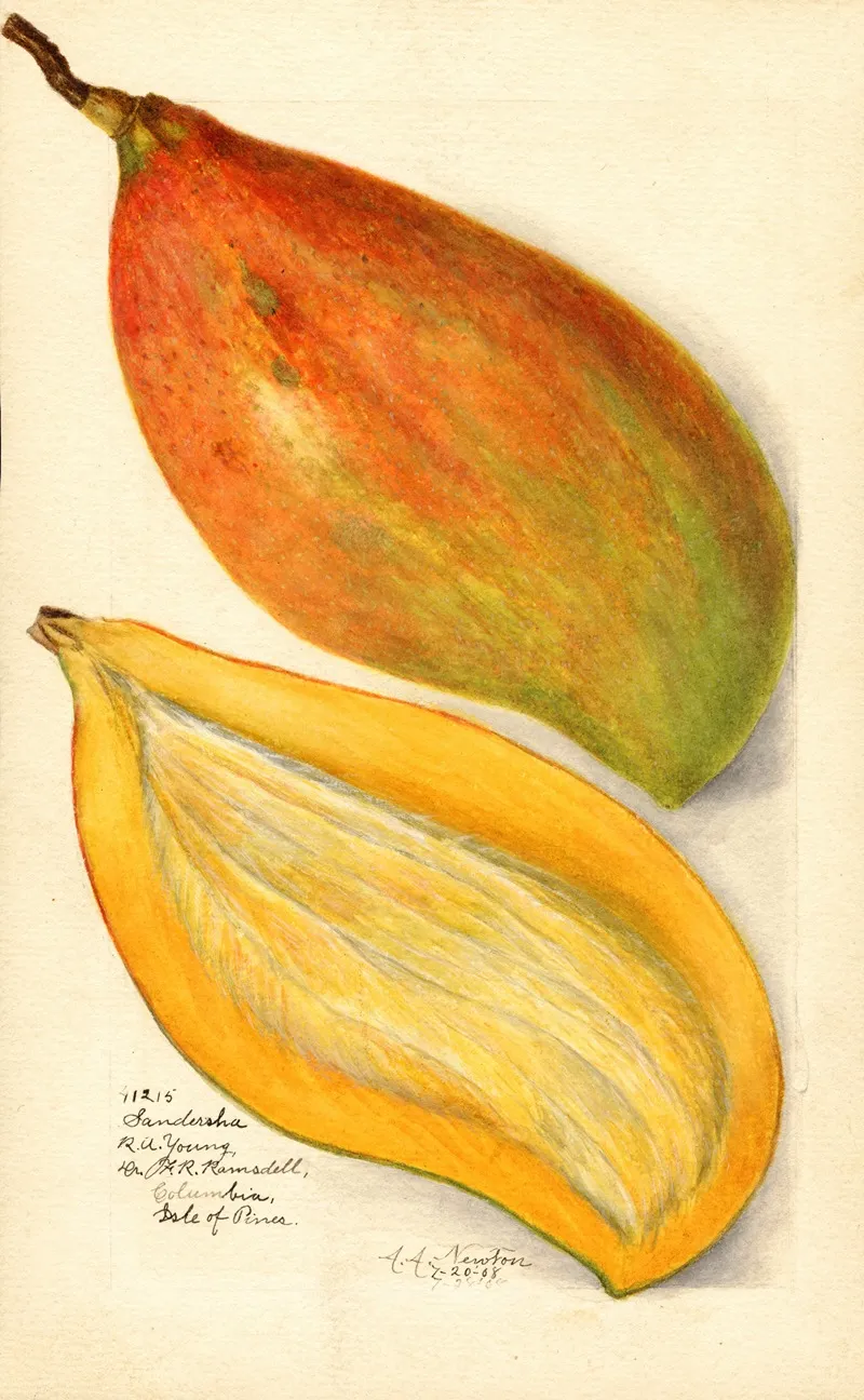 Mangifera Indica Sandersha 3 Wall Art by Amanda Almira Newton - High-Resolution Digital Print