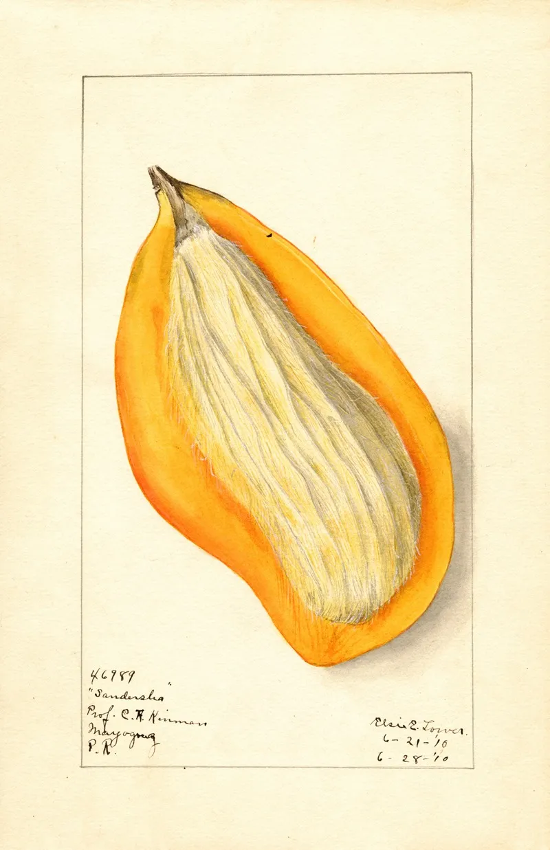 Mangifera Indica Sandersha 5 Wall Art by Elsie E. Lower - High-Resolution Digital Print