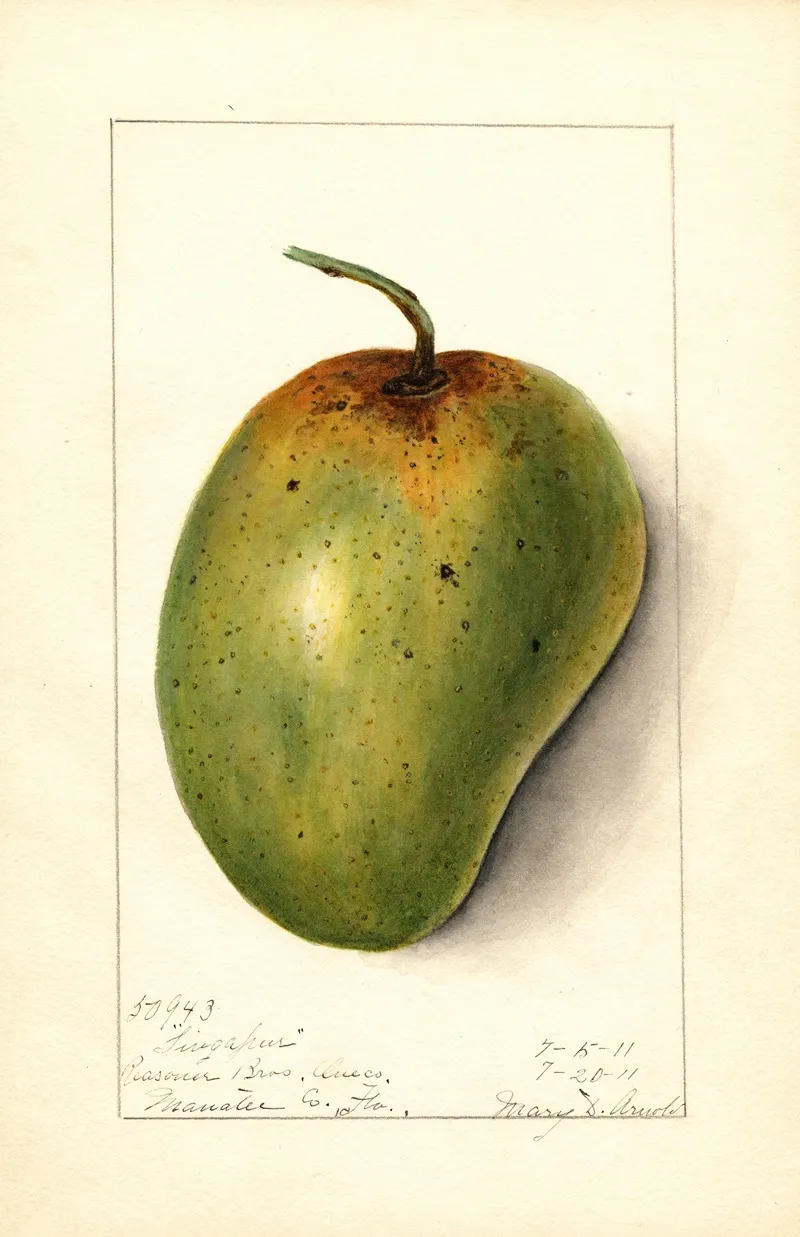 Mangifera Indica Singapur Wall Art by Mary Daisy Arnold - High-Resolution Digital Print