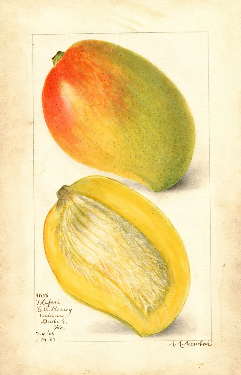 Mangifera Indica Totafari 3 Wall Art by Amanda Almira Newton - High-Resolution Digital Print