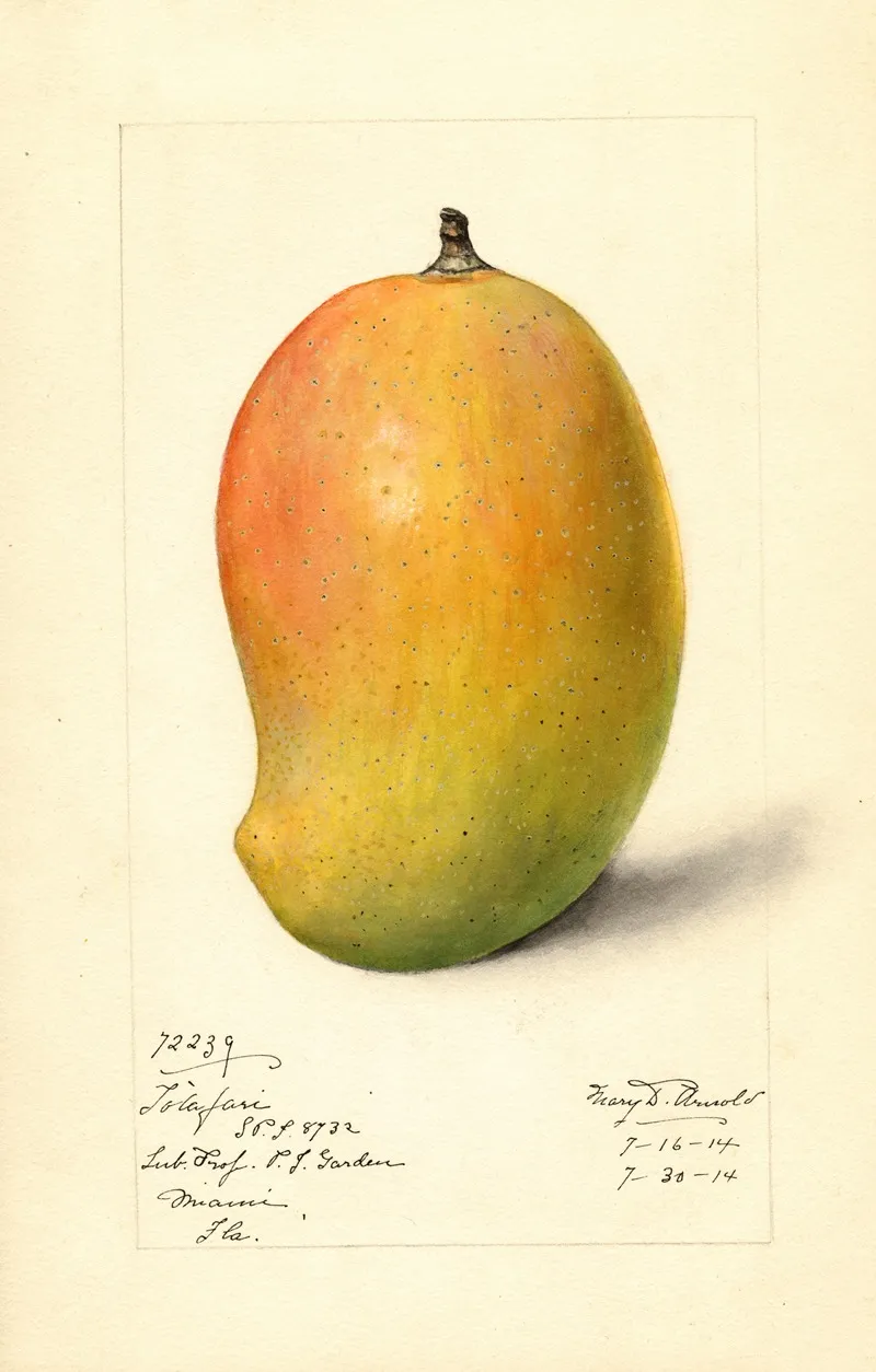 Mangifera Indica Totafari Wall Art by Mary Daisy Arnold - High-Resolution Digital Print