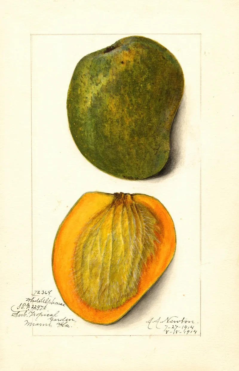 Mangifera Indica White Alphonse Wall Art by Amanda Almira Newton - High-Resolution Digital Print