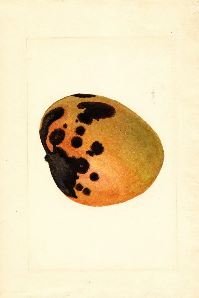 Mangifera Indica Wall Art by James Marion Shull - High-Resolution Digital Print