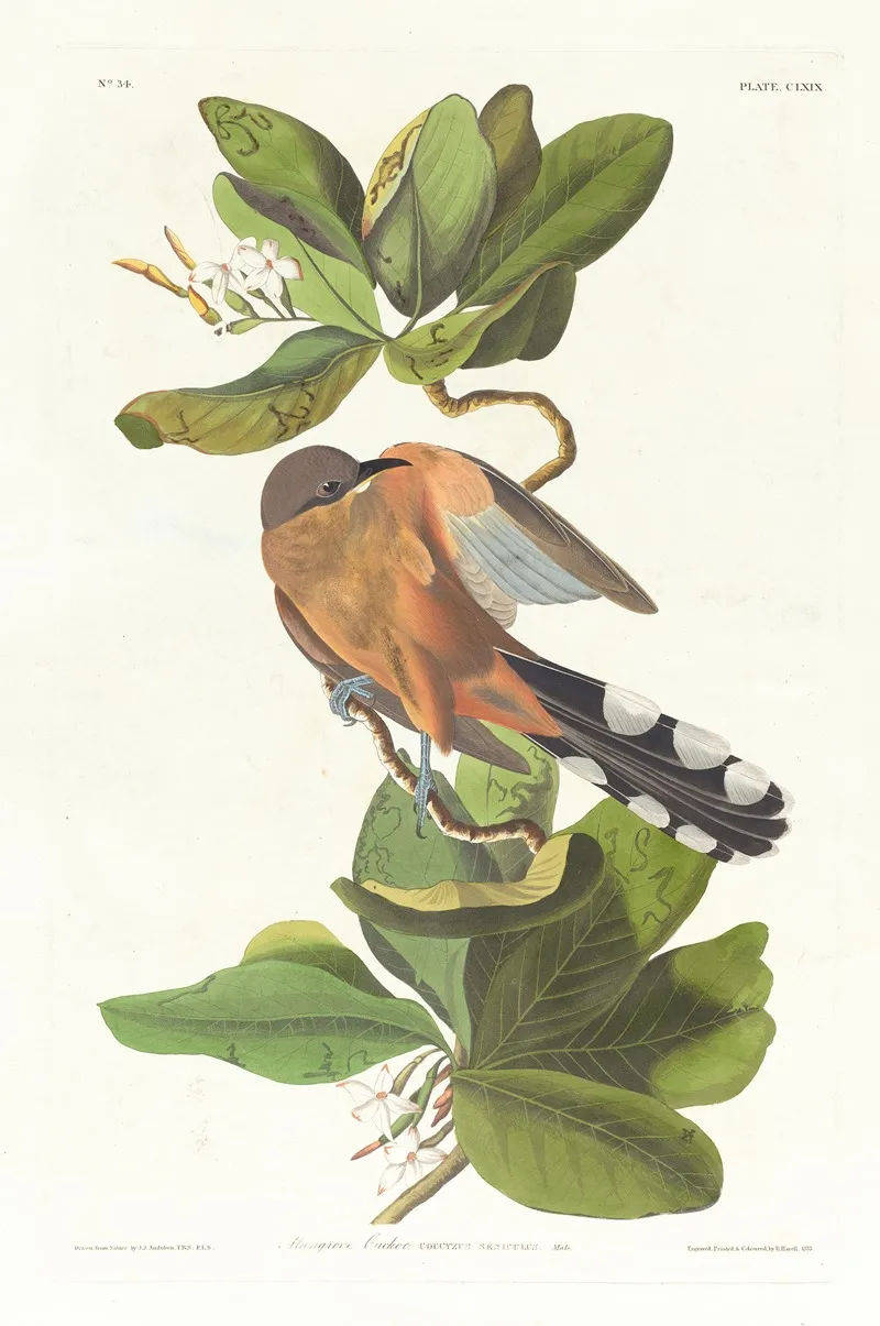 Mangrove Cuckoo Wall Art by John James Audubon - High-Resolution Digital Print