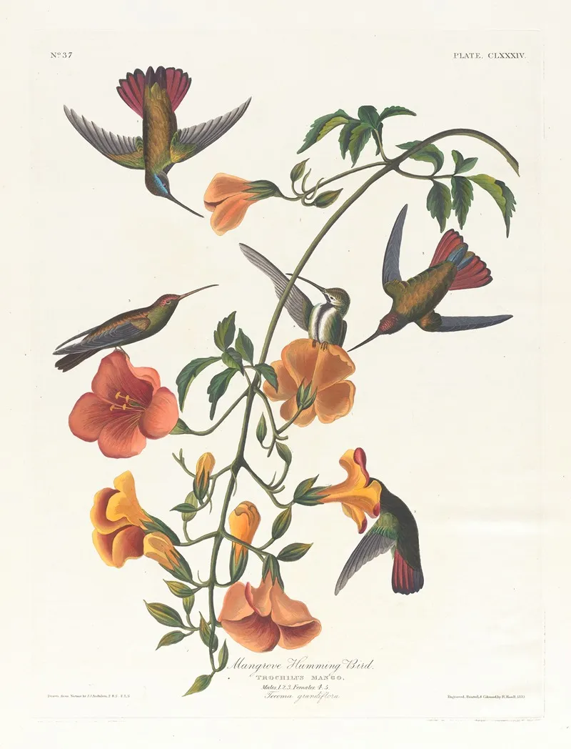 Mangrove Humming Bird Wall Art by John James Audubon - High-Resolution Digital Print