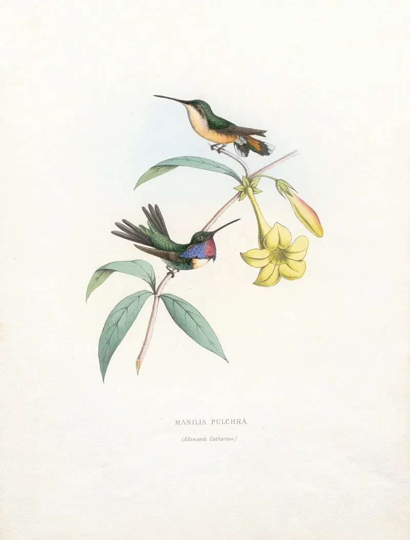 Manila Pulchra Wall Art by Paul Eugène Mesplès - High-Resolution Digital Print