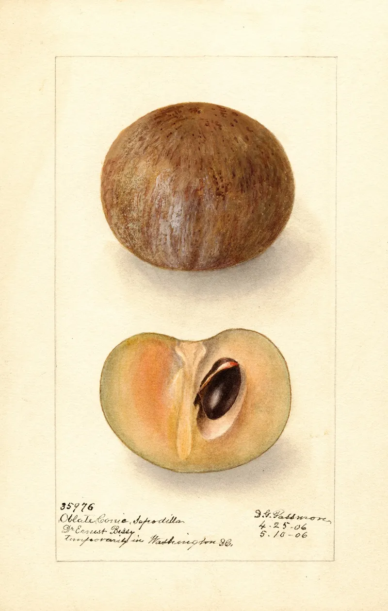 Manilkara Zapota 2 Wall Art by Deborah Griscom Passmore - High-Resolution Digital Print