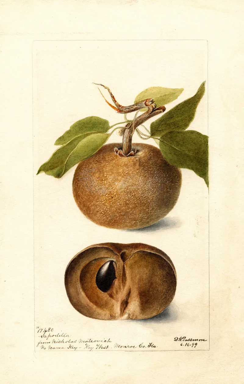Manilkara Zapota 3 Wall Art by Deborah Griscom Passmore - High-Resolution Digital Print