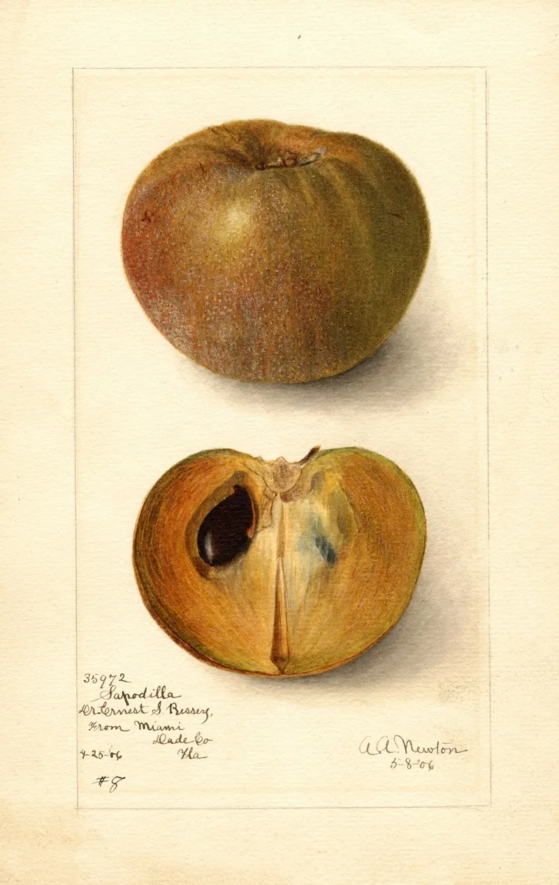 Manilkara Zapota No 2 Wall Art by Amanda Almira Newton - High-Resolution Digital Print