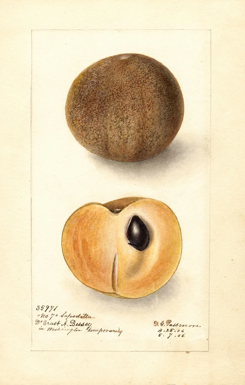 Manilkara Zapota No 3 Wall Art by Deborah Griscom Passmore - High-Resolution Digital Print