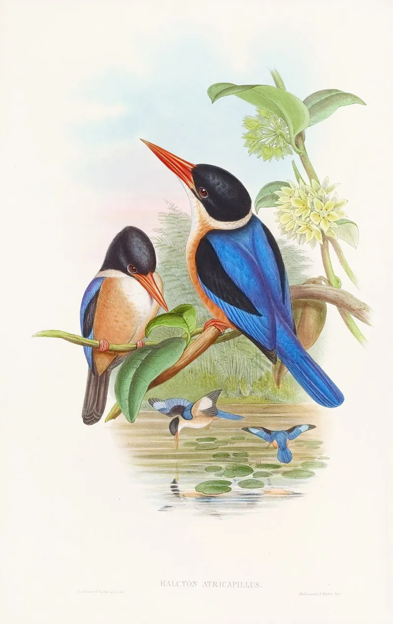 Manilla Kingfisher 2 Wall Art by John Gould - High-Resolution Digital Print