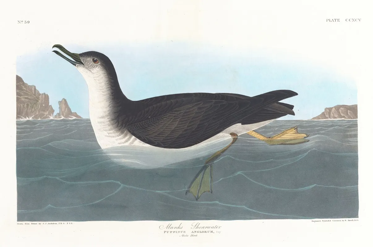 Manks Shearwater Wall Art by John James Audubon - High-Resolution Digital Print