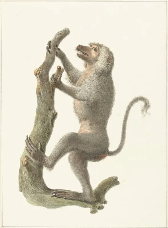 Mantelbaviaan Wall Art by Pieter Pietersz. Barbiers - High-Resolution Digital Print
