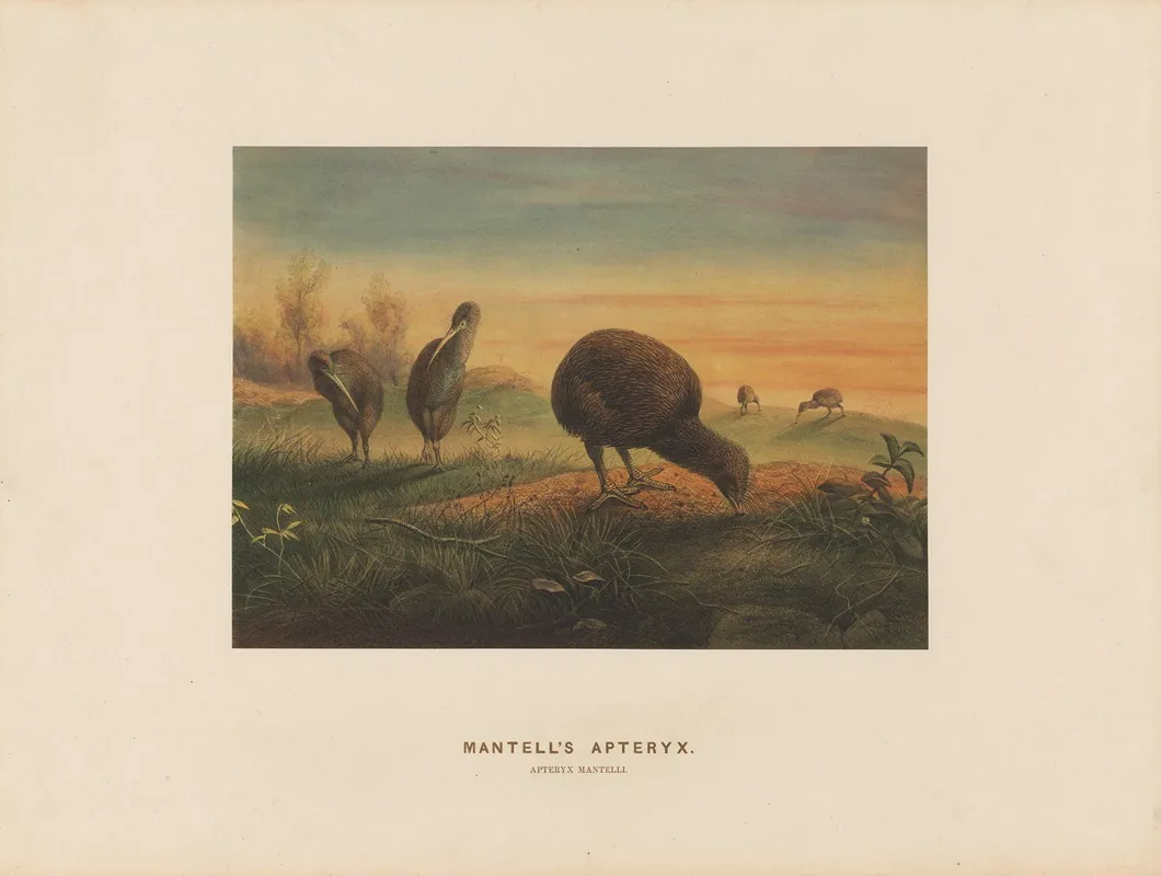 Mantells Apteryx 2 Wall Art by Joseph Wolf - High-Resolution Digital Print