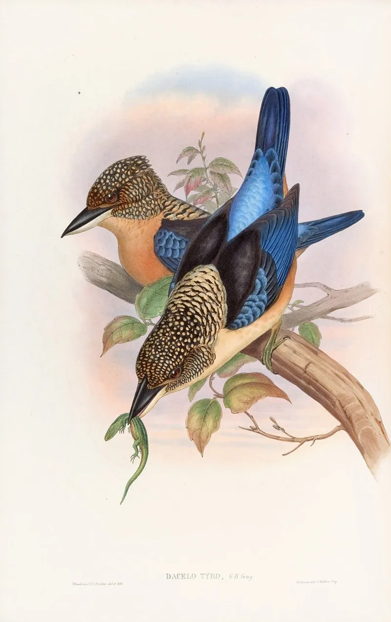 Mantled Kingfisher Wall Art by John Gould - High-Resolution Digital Print