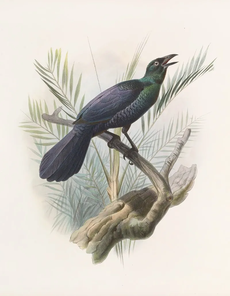 Manucodia Atra Wall Art by Daniel Giraud Elliot - High-Resolution Digital Print