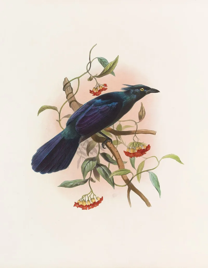 Manucodia Keraudreni Wall Art by Daniel Giraud Elliot - High-Resolution Digital Print