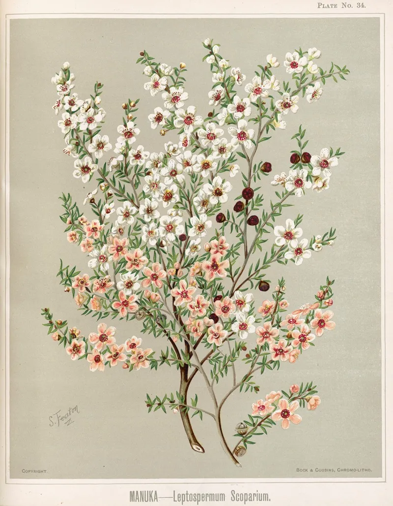 Manuka Leptospermum Scoparium Plate 34 Wall Art by Sarah Featon - High-Resolution Digital Print