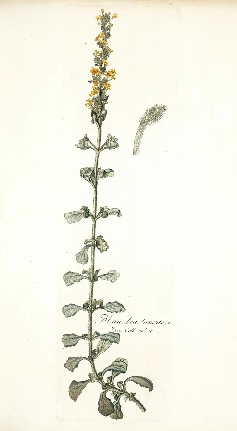 Manulea Tomentosa Wall Art by Nikolaus Joseph Freiherr von Jacquin - High-Resolution Digital Print