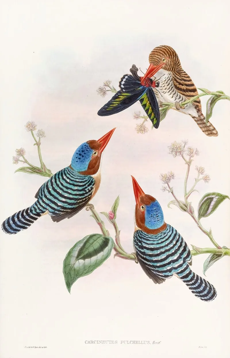 Many Coloured Kingfisher Wall Art by John Gould - High-Resolution Digital Print