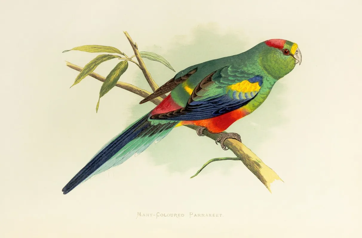 Many Coloured Parrakeet Wall Art by Alexander Francis Lydon - High-Resolution Digital Print
