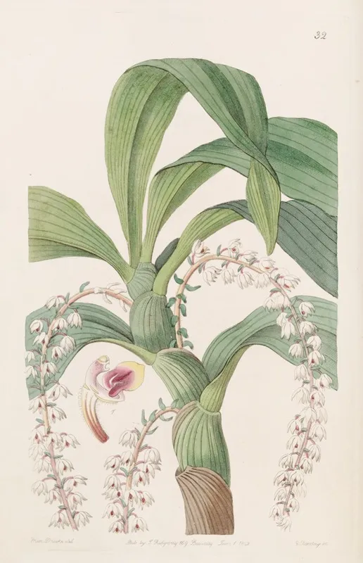 Many Tailed Eria Wall Art by Sydenham Edwards - High-Resolution Digital Print