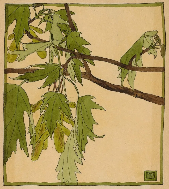 Maple