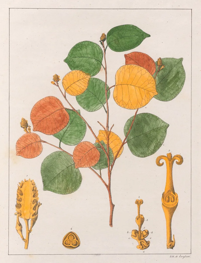 Maprounea Brasiliensis Wall Art by Auguste de Saint-Hilaire - High-Resolution Digital Print