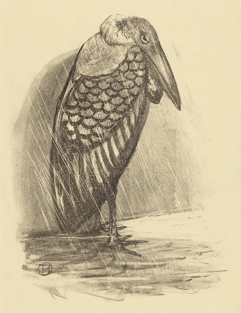 Maraboe In De Regen