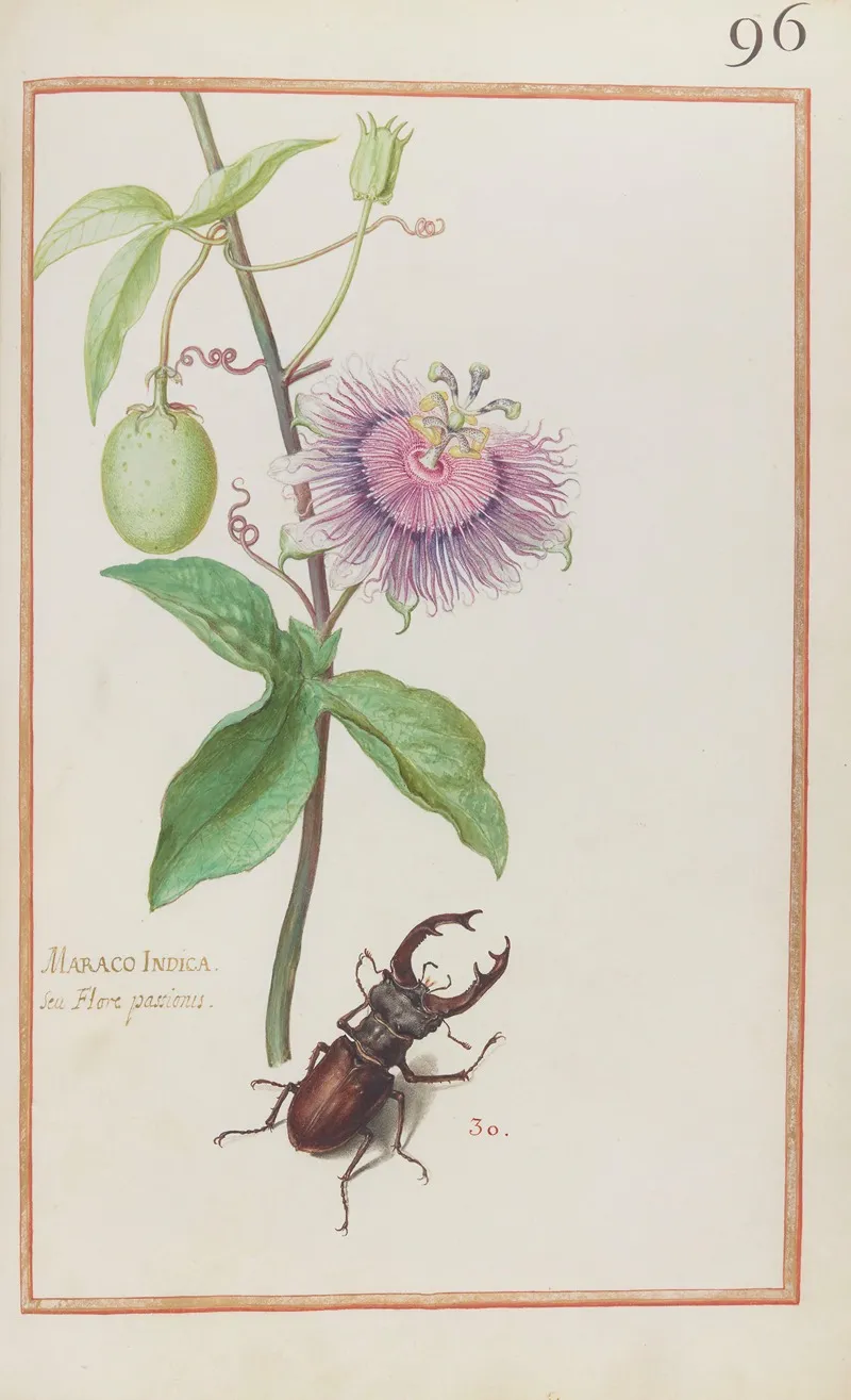 Maraco Indica Seu Flore Passionis Wall Art by Daniel Rabel - High-Resolution Digital Print