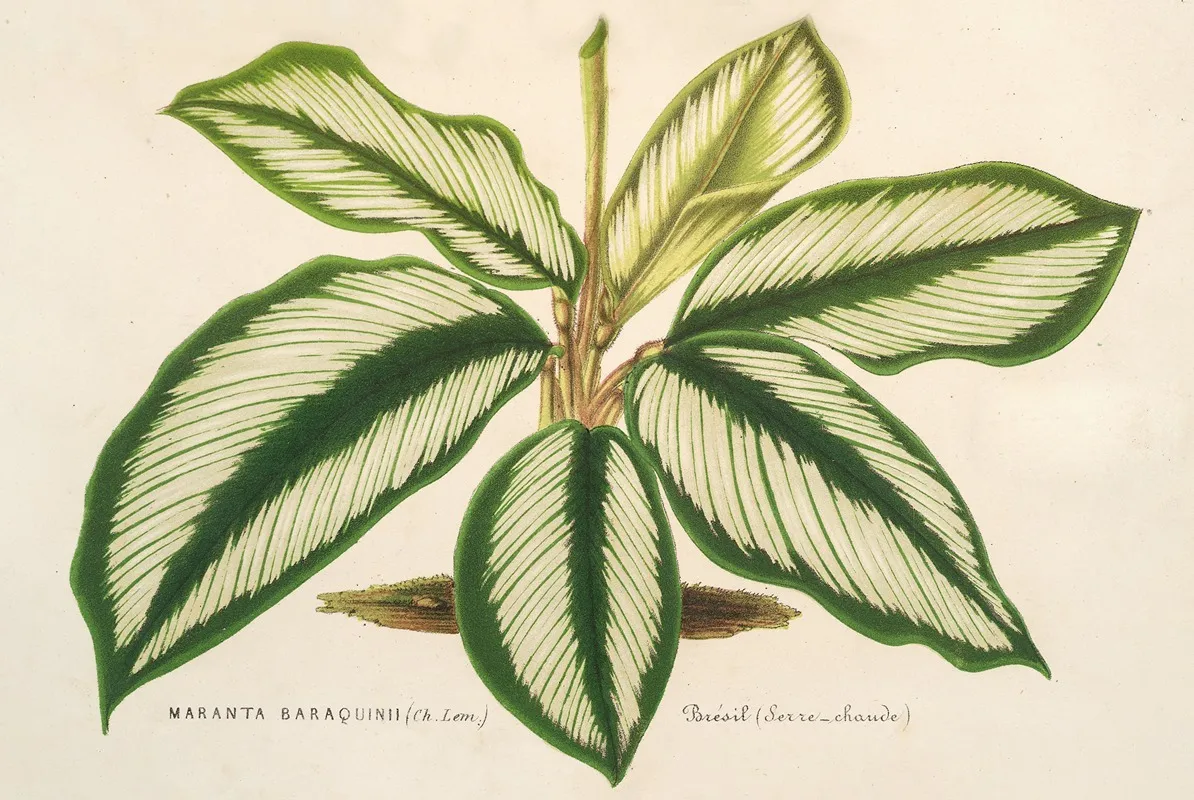 Maranta Baraquinii Wall Art by Charles Antoine Lemaire - High-Resolution Digital Print