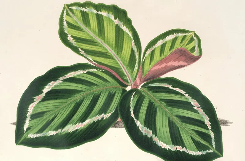 Maranta Illustris 2 Wall Art by Charles Antoine Lemaire - High-Resolution Digital Print
