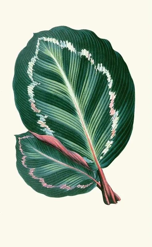 Maranta Illustris Wall Art by Edward Joseph Lowe - High-Resolution Digital Print