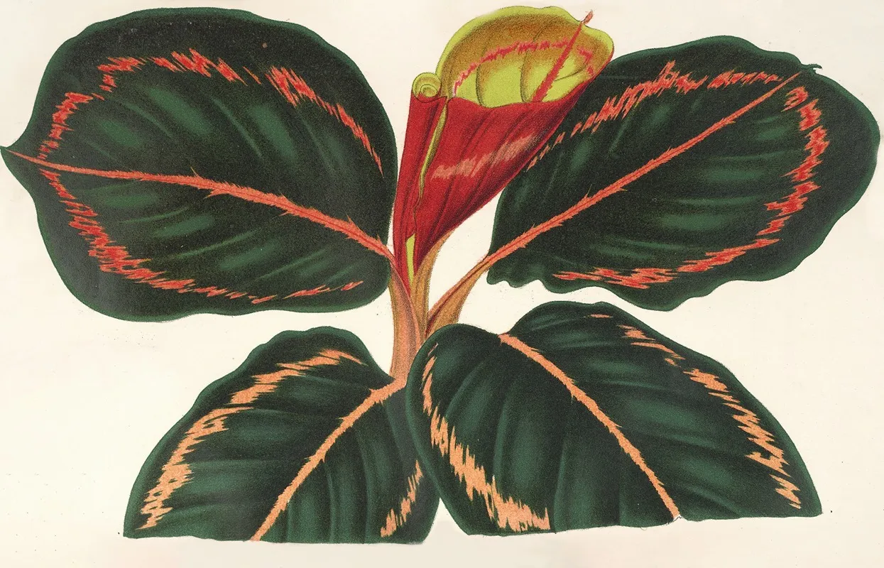 Maranta Roseo Picta 2 Wall Art by Charles Antoine Lemaire - High-Resolution Digital Print