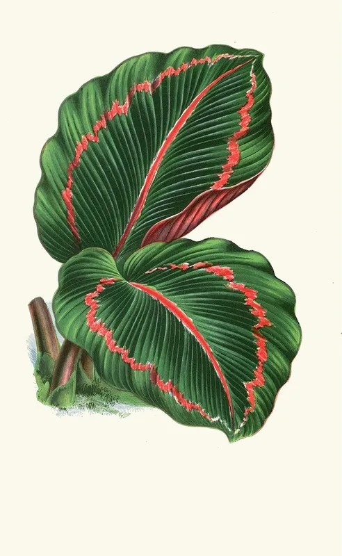 Maranta Roseo Picta Wall Art by Edward Joseph Lowe - High-Resolution Digital Print