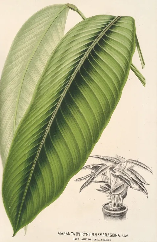 Maranta Smaragdina Wall Art by Charles Antoine Lemaire - High-Resolution Digital Print
