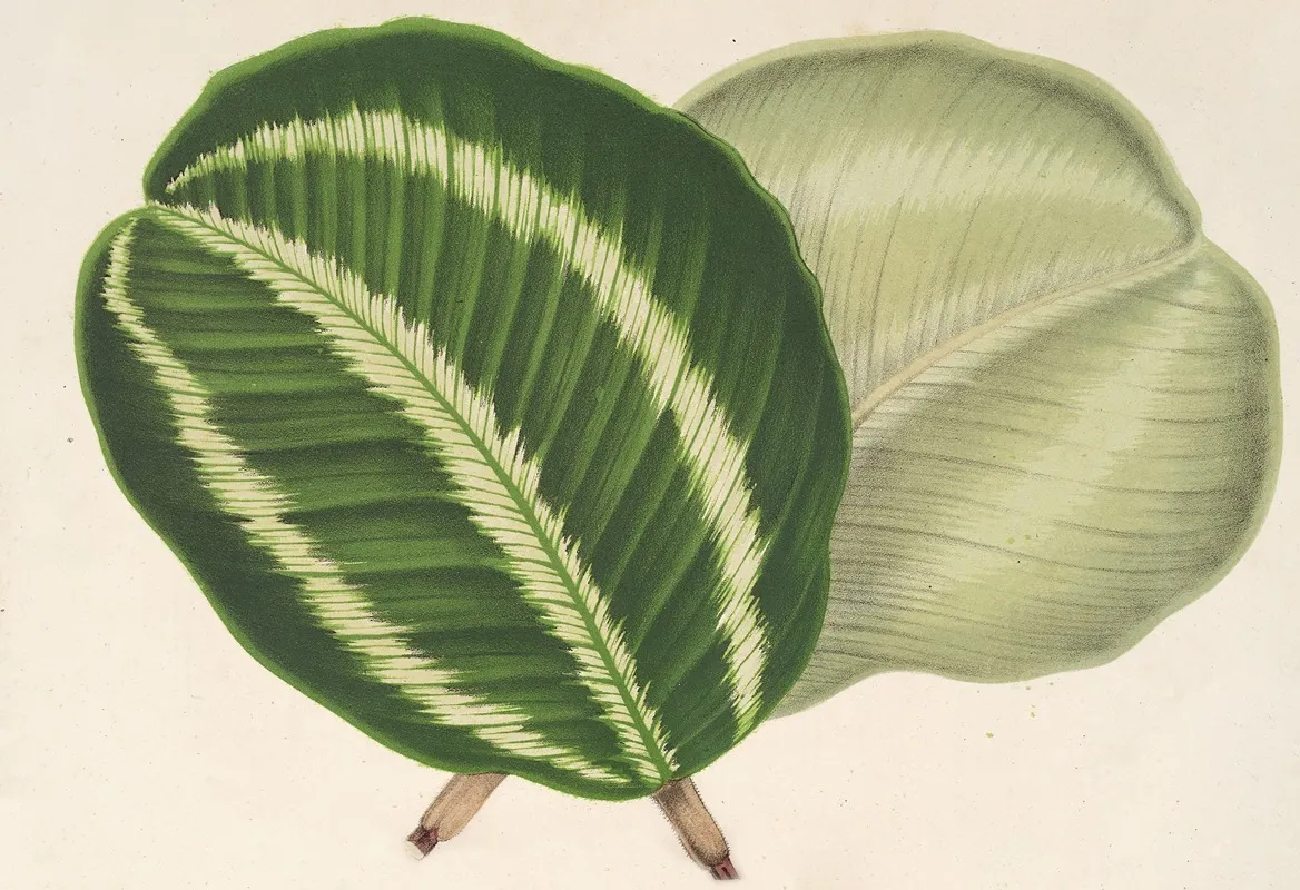 Maranta Virginalis Wall Art by Charles Antoine Lemaire - High-Resolution Digital Print