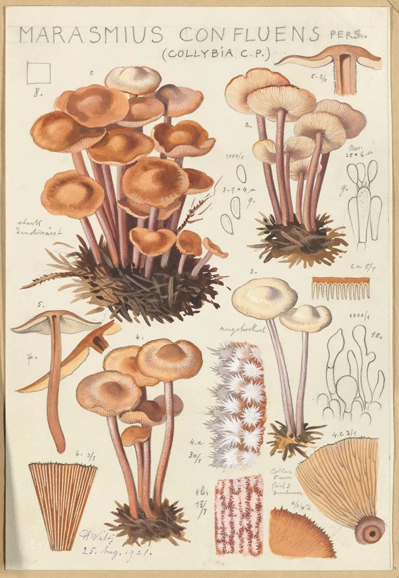 Marasmius Confluens Wall Art by Hans Walty - High-Resolution Digital Print