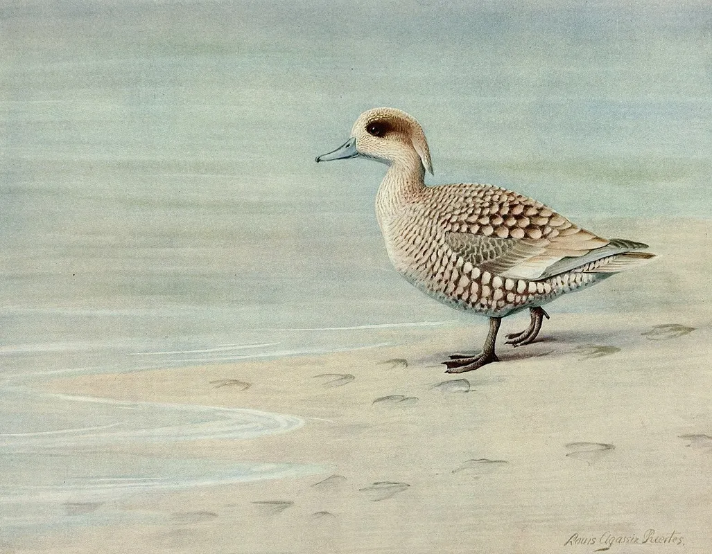 Marbled Duck Wall Art by Louis Agassiz Fuertes - High-Resolution Digital Print