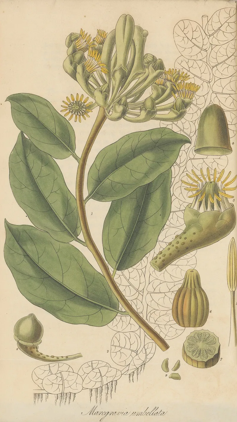 Marcgravia Umbellata Wall Art by William Jackson Hooker - High-Resolution Digital Print
