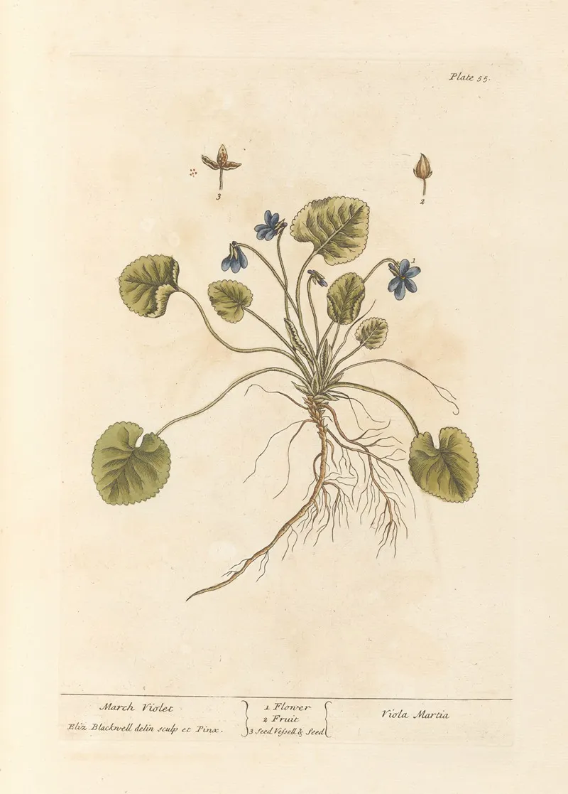 March Violet Wall Art by Elizabeth Blackwell - High-Resolution Digital Print