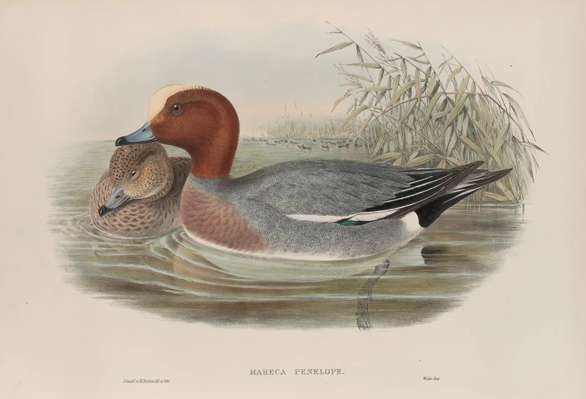 Mareca Penelope Widgeon Wall Art by John Gould - High-Resolution Digital Print