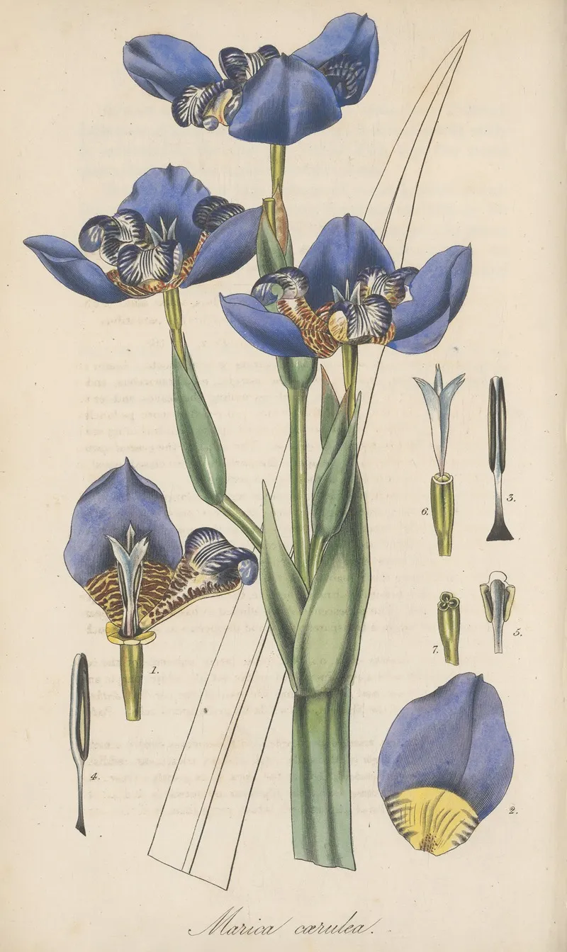 Marica Coerulea Wall Art by William Jackson Hooker - High-Resolution Digital Print