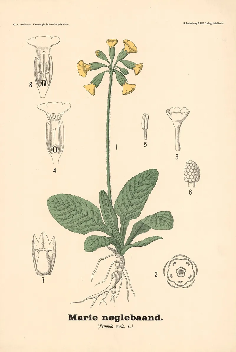 Marie Noglebaand Primula Veris L Wall Art by Olaf Alfred Hoffstad - High-Resolution Digital Print