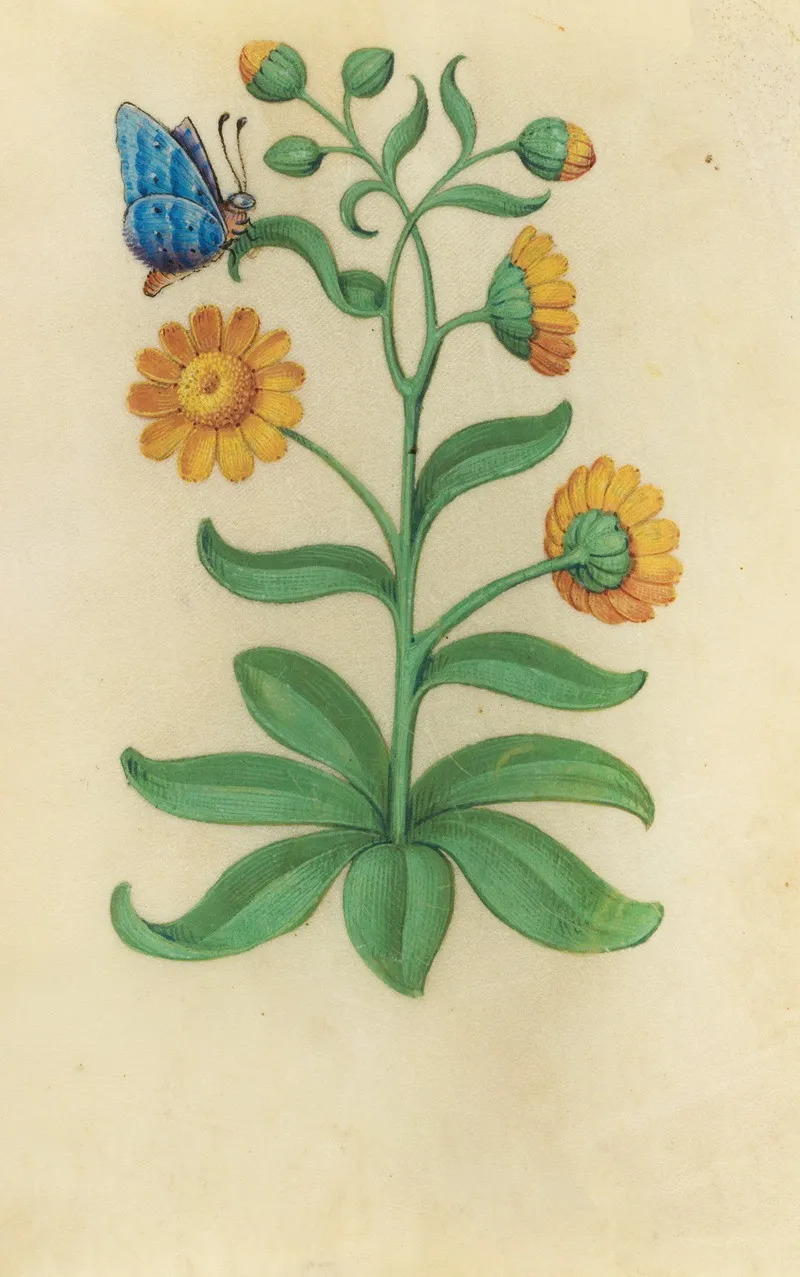 Marigold Calendula Arvensis With A Blue Butterfly Wall Art by Master of Claude de France - High-Resolution Digital Print